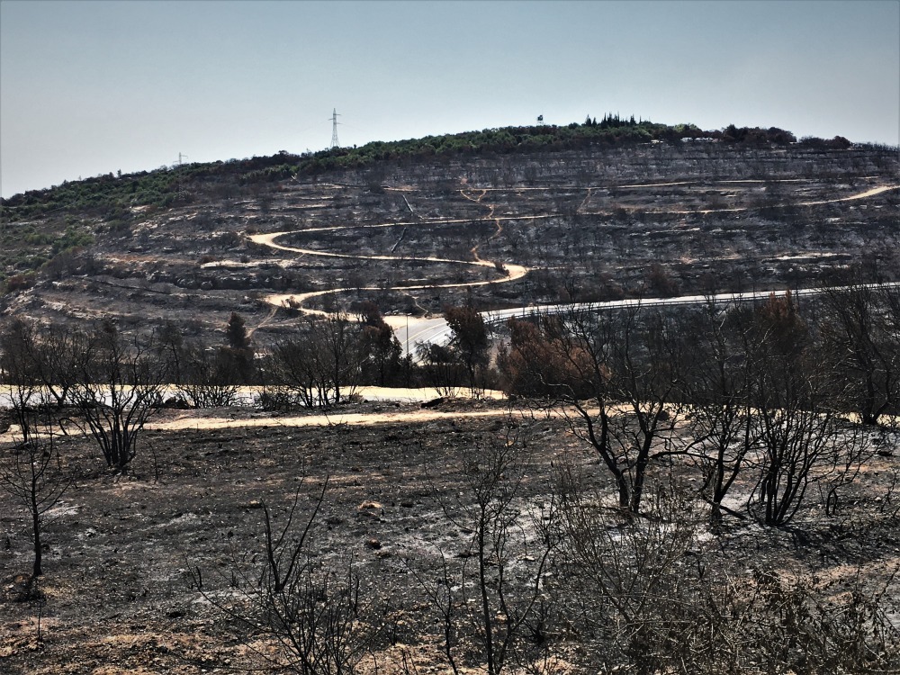 burned_landscape