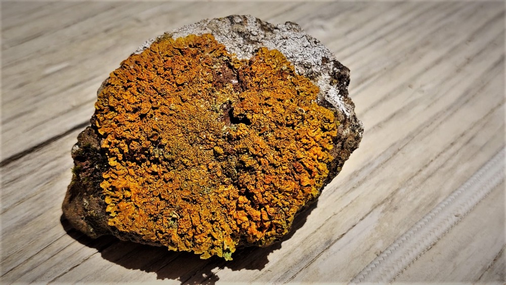 lichen on basalt rock